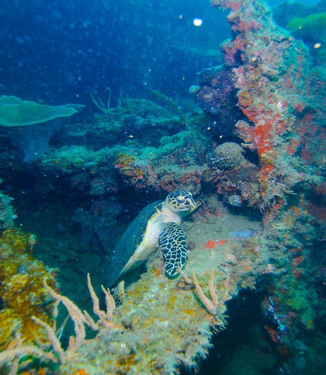 Chindonan Dive And Beach Resort Корон Екстер'єр фото